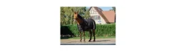 Manta Brillante Riding World