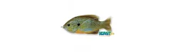 Pez Artificial Pez Luna de Cuerpo Hueco Mustad